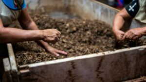 Sustainable Gardening: Small Shifts for a Greener Yard